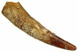 Fossil Pterosaur (Siroccopteryx) Tooth - Morocco #354860-1